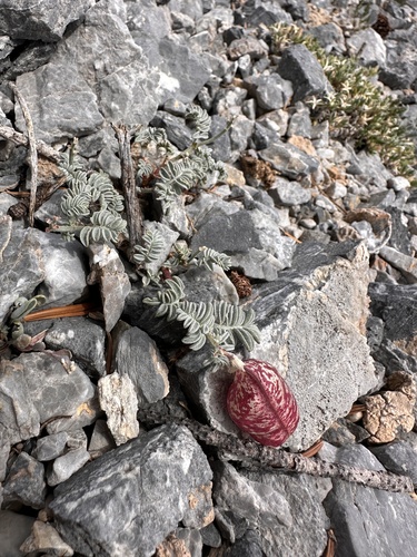 Image of Astragalus whitneyi by (c) Matt Berger, some rights reserved (CC BY)