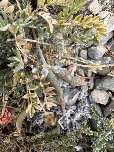 Image of Oxytropis parryi by (c) Matt Berger, some rights reserved (CC BY)