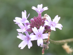 Glandularia lilacina