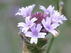 Glandularia lilacina