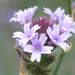 Verbena lilacina - Photo (c) Chris Mallory, algunos derechos reservados (CC BY-NC)