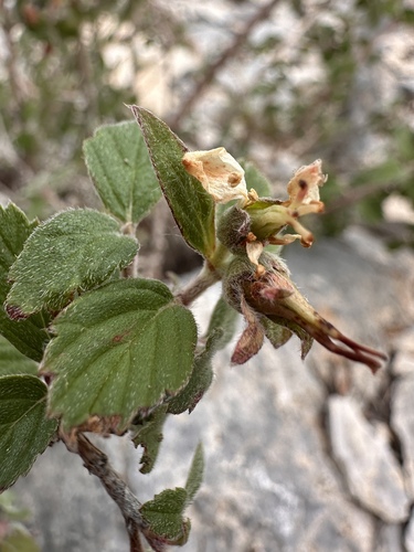 Image of Jamesia tetrapetala by (c) Matt Berger, some rights reserved (CC BY)