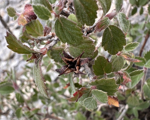 Image of Jamesia tetrapetala by (c) Matt Berger, some rights reserved (CC BY)