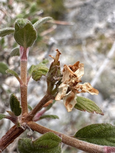 Image of Jamesia tetrapetala by (c) Matt Berger, some rights reserved (CC BY)