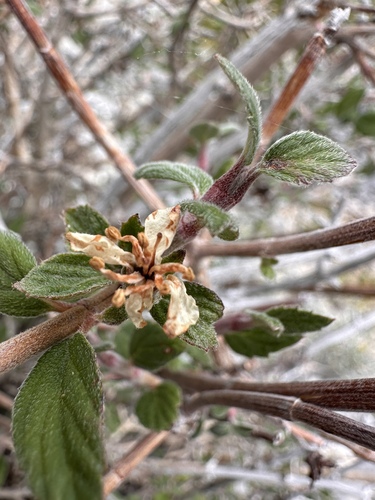 Image of Jamesia tetrapetala by (c) Matt Berger, some rights reserved (CC BY)