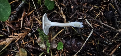 Owingsia PNW01 graham.jpg