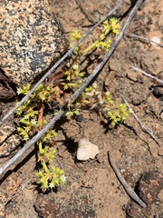 Chorizanthe procumbens