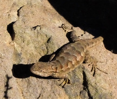 Sceloporus occidentalis occidentalis
