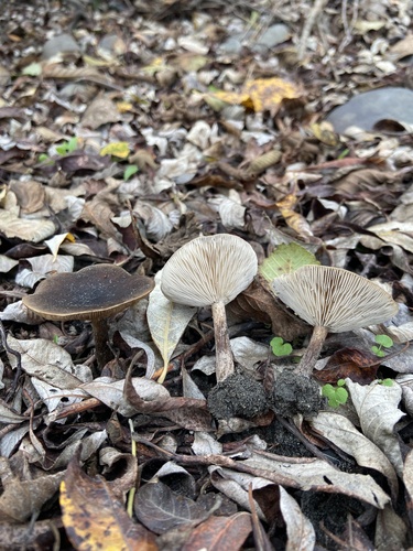 Owingsia PNW01 graham.jpg