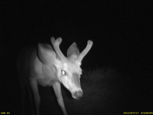 iNaturalist observation photo of Mule Deer