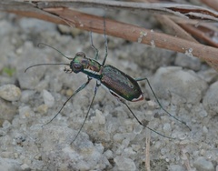 Cicindela floridana