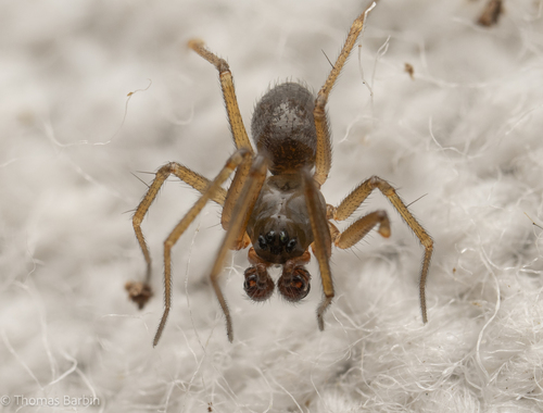 Linyphantes