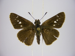 Torbenlarsenia gemella