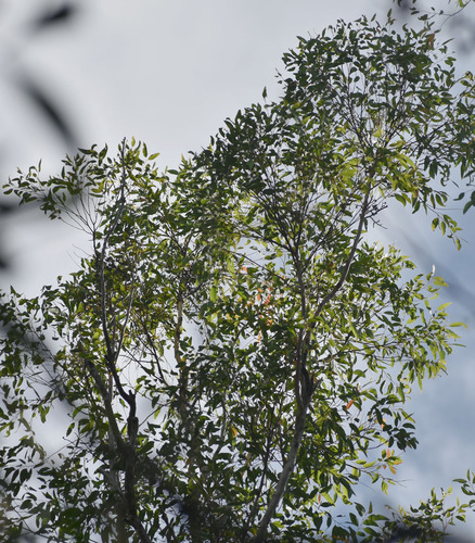 Foto de Eucalipto