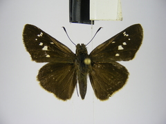 Torbenlarsenia gemella