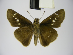 Torbenlarsenia gemella