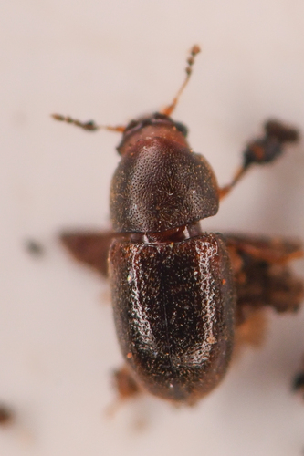 Cis ephippiatus