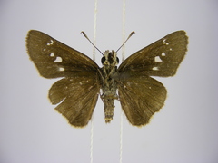 Torbenlarsenia gemella