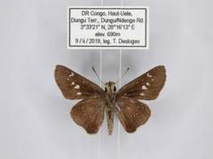 Torbenlarsenia gemella