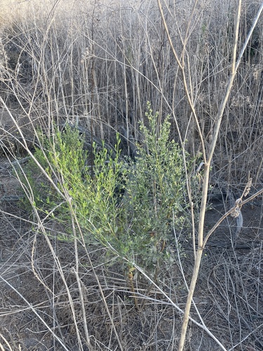 Image of Baccharis salicina by (c) mel letterman, some rights reserved (CC BY)