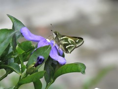 Brunfelsia australis