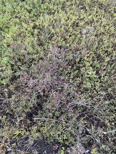 Image of Limonium californicum by (c) mel letterman, some rights reserved (CC BY)