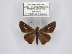 Torbenlarsenia gemella