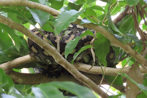 Coastal Carpet Python sighting