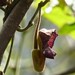 Aristolochia griffithii - Photo (c) Elizabeth Byers,  זכויות יוצרים חלקיות (CC BY-NC), הועלה על ידי Elizabeth Byers