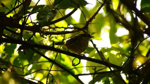 Dark-fronted Babbler (Dumetia atriceps), photo 6