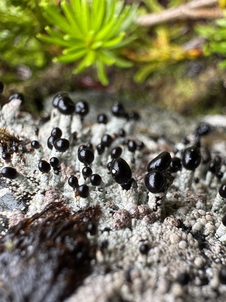 charred matchstick lichen
