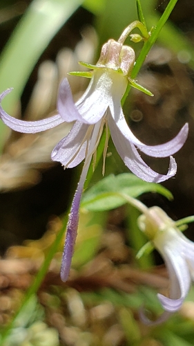 Smithiastrum prenanthoides, photograph 3