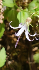 Smithiastrum prenanthoides, photograph Rupert Clayton, CC BY, iNaturalist via GBIF
