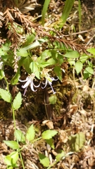 Smithiastrum prenanthoides, photograph Rupert Clayton, CC BY, iNaturalist via GBIF