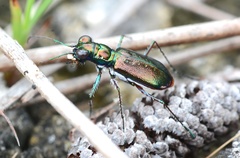 Cicindela floridana
