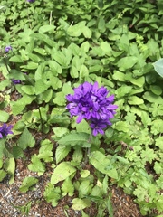 Campanula glomerata