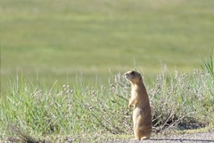 Cynomys parvidens