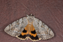 Catocala subnata