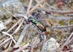 Cicindela floridana