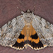Youthful Underwing - Photo (c) Chris Wood, some rights reserved (CC BY-NC-ND), uploaded by Chris Wood