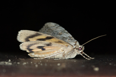 Catocala subnata