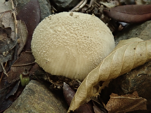 Amanita farinosa