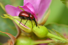 Merhynchites wickhami