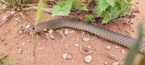Eastern Brown Snake sighting