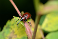 Merhynchites wickhami