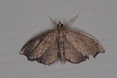 Perispasta caeculalis