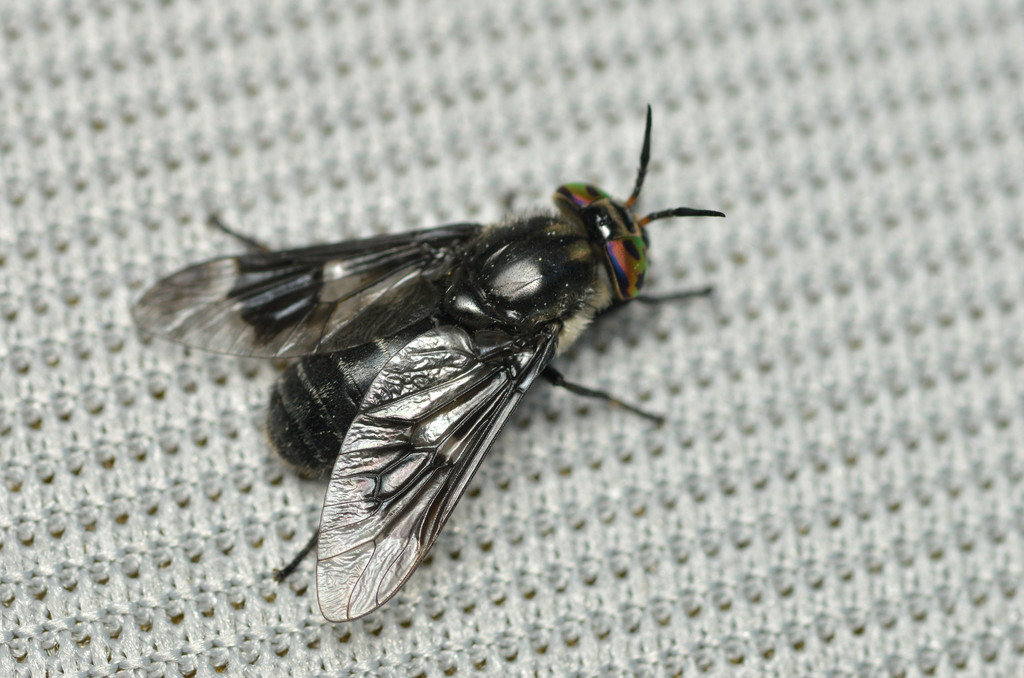Chrysops noctifer