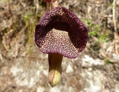 Aristolochia griffithii