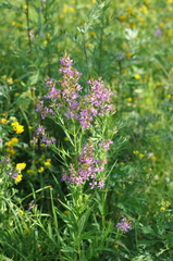 Lythrum virgatum