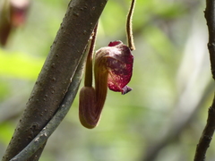 Aristolochia griffithii